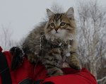 Manul