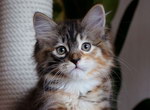 Hanna