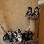 Kittens