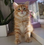 Chay