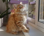 Chay