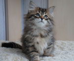 Altyn