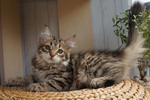 Grecha