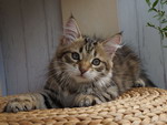 Grecha
