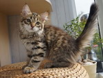 Grecha