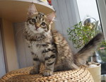 Grecha