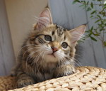 Grecha