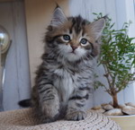 Grecha