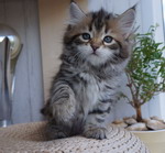 Grecha
