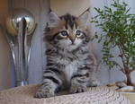 Grecha