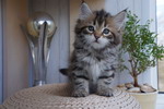 Grecha