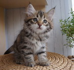 Grecha