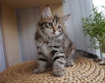 Grecha