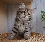 Grecha