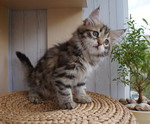 Grecha