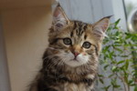 Grenka