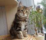 Grenka
