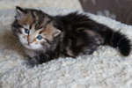 Grenka