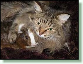 Siberian cat Tzarusia with guinea pig